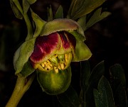 Paeonia brownii - Brown's  Peony 18-9719